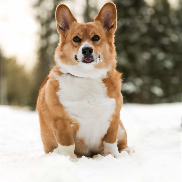 Meet your Posher, Barb - Picture 1 of 1